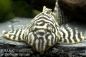 Preview: L 333 Königstiger Harnischwels - Hypancistrus sp.